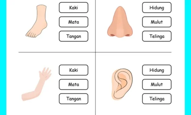 Worksheet Anak Seri Mengenal Anggota Tubuh